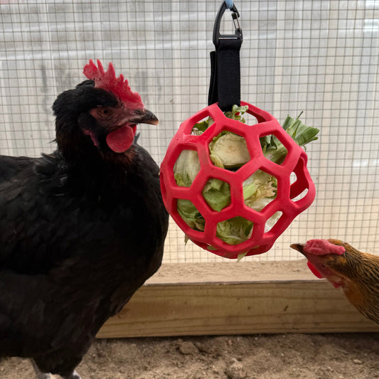 Chicken Feeding Ball