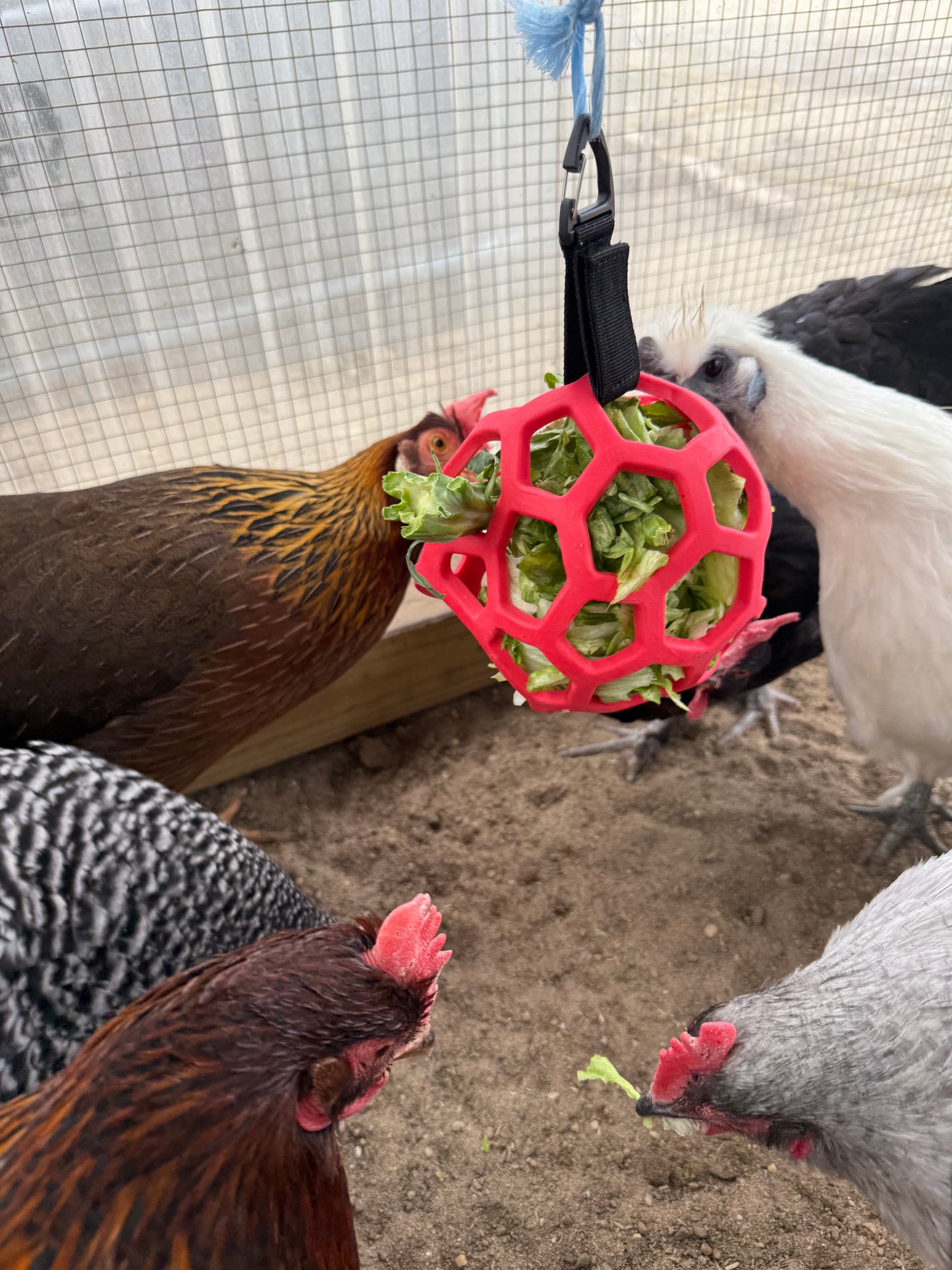 Chicken Feeding Ball