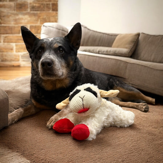 Penny's Favorite Dog Toy